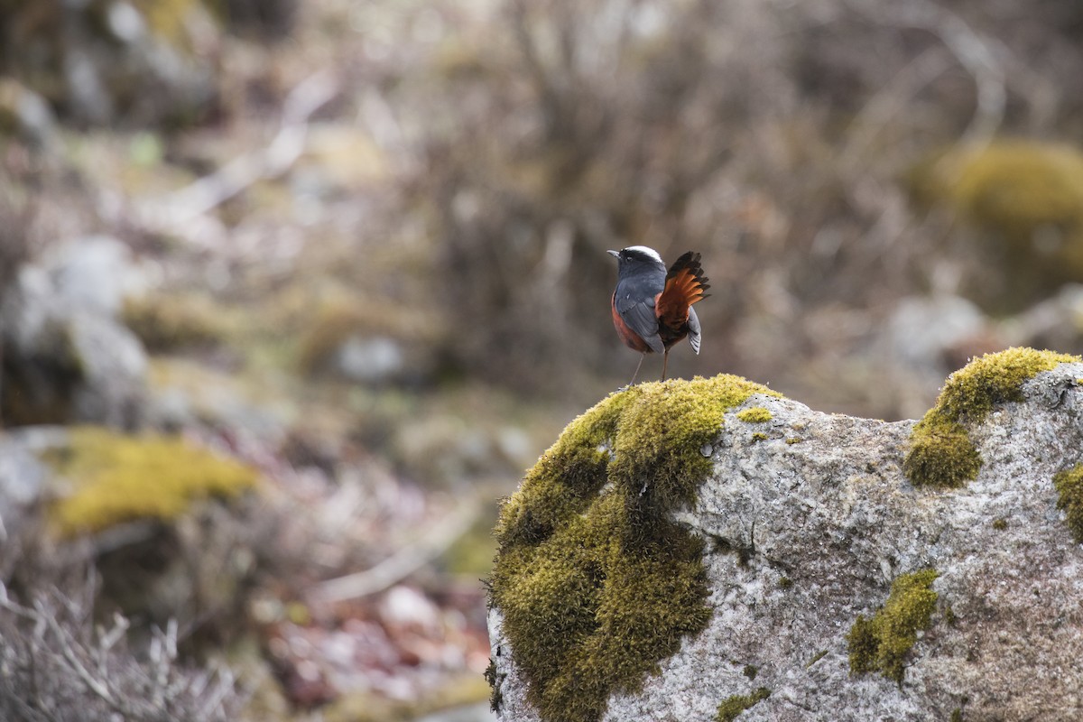 White-capped Redstart - ML635223213