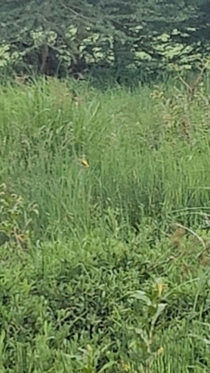 Yellow-crowned Bishop - ML635223234