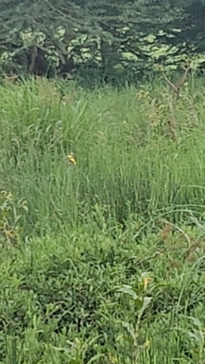 Yellow-crowned Bishop - ML635223235