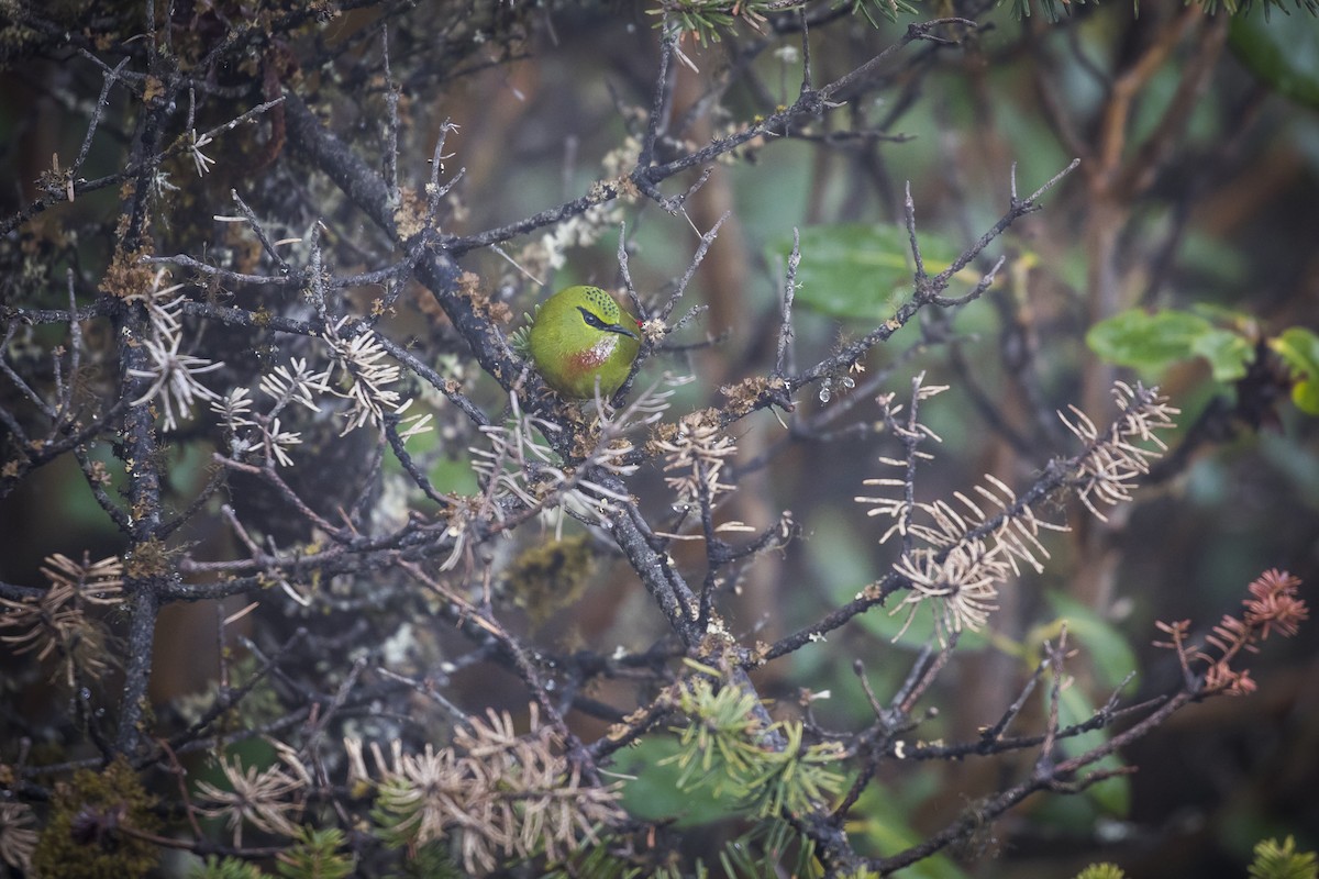 Fire-tailed Myzornis - ML635223237