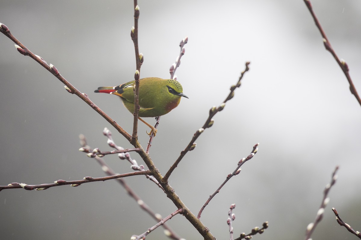 Fire-tailed Myzornis - ML635223240