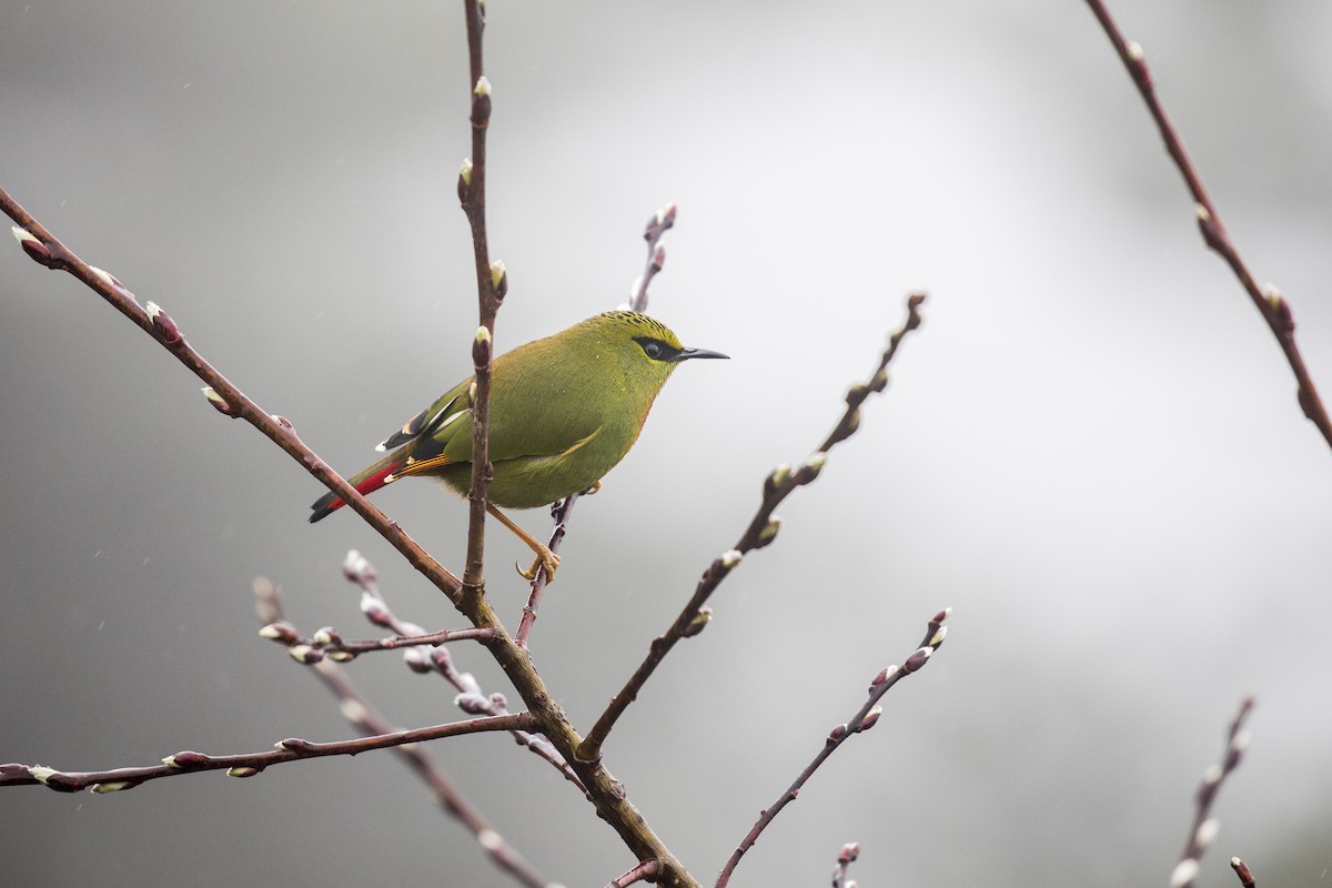 Fire-tailed Myzornis - ML635223241