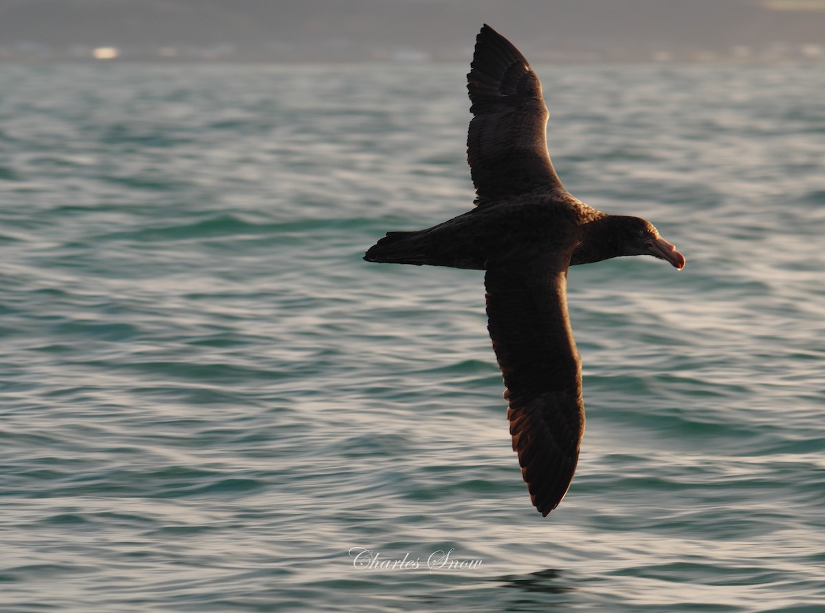Northern Giant-Petrel - ML635223245