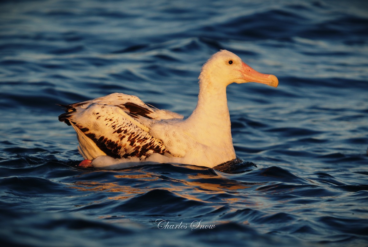 Antipodean Albatross - ML635223250