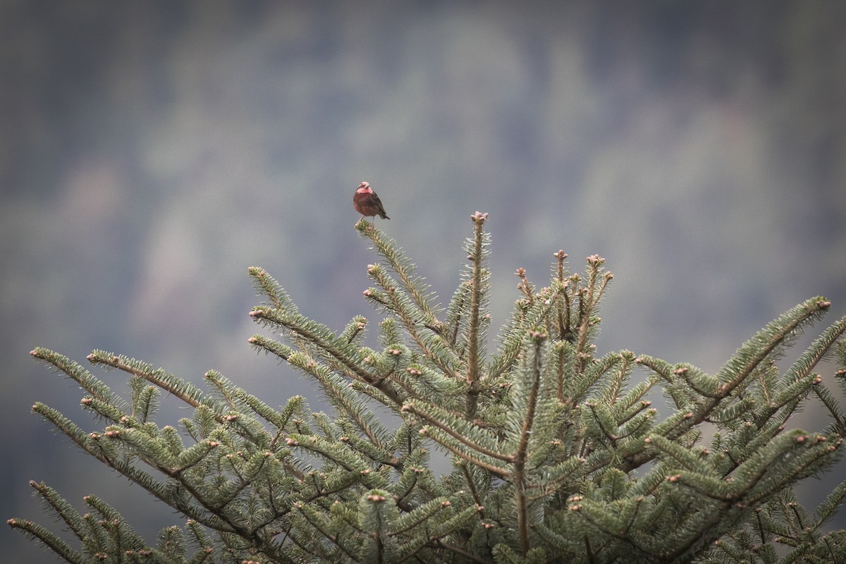 Dark-breasted Rosefinch - ML635223262