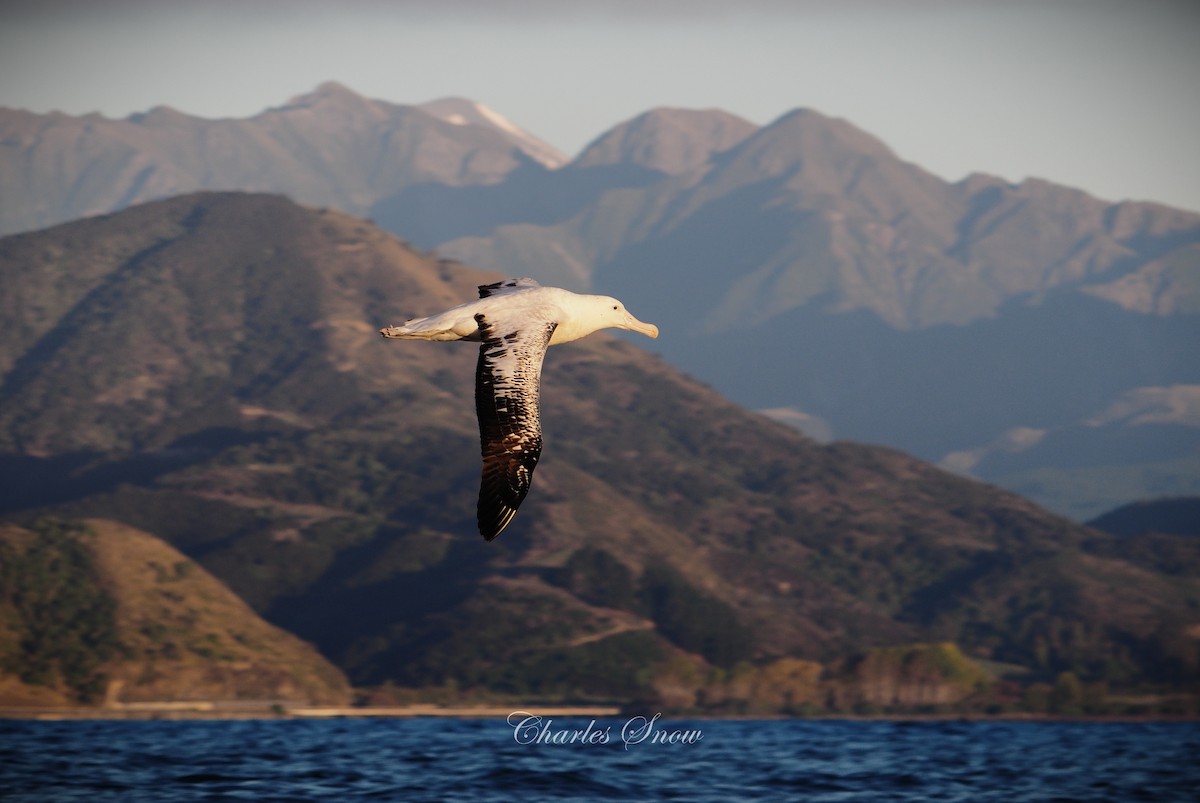 Antipodean Albatross - ML635223265