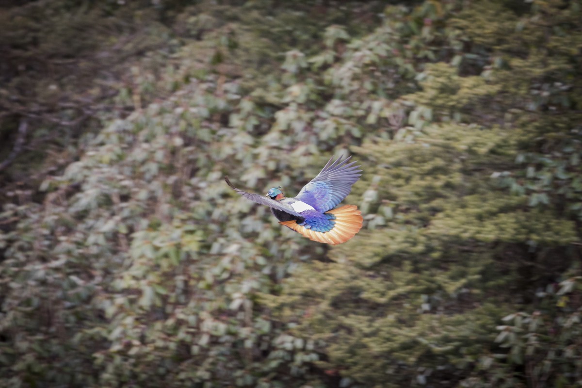 Himalayan Monal - ML635223266