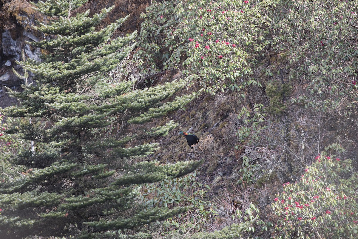 Himalayan Monal - ML635223268