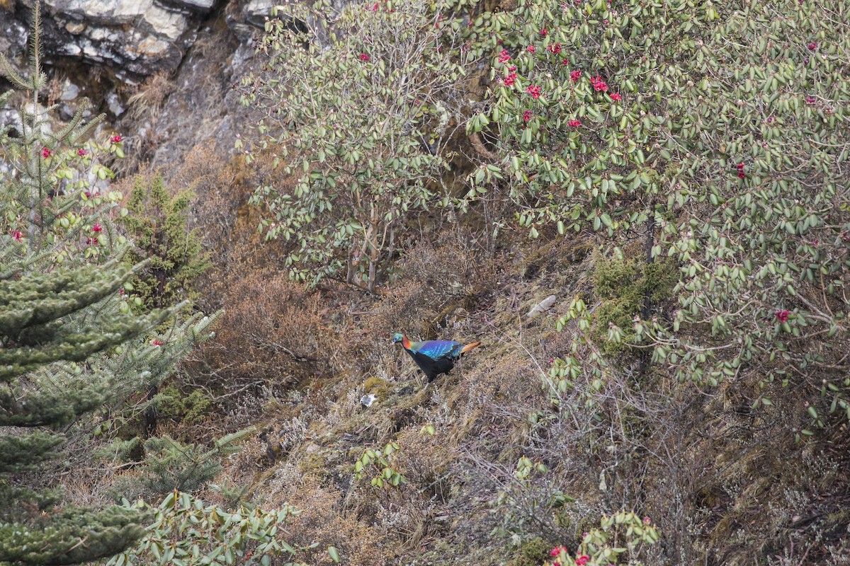 Himalayan Monal - ML635223271