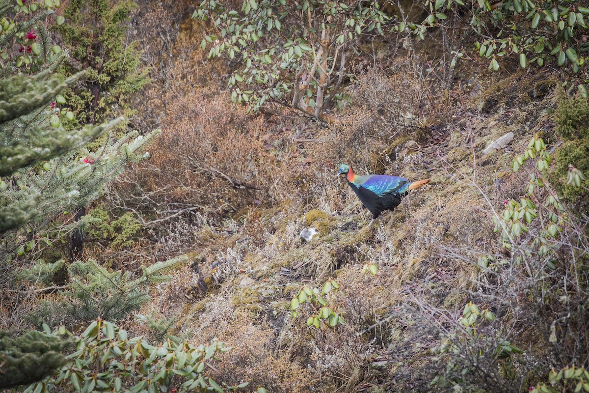 Himalayan Monal - ML635223272