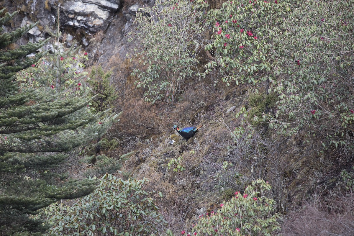 Himalayan Monal - ML635223273