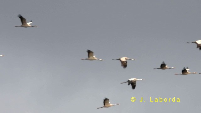 Common Crane - ML635223285
