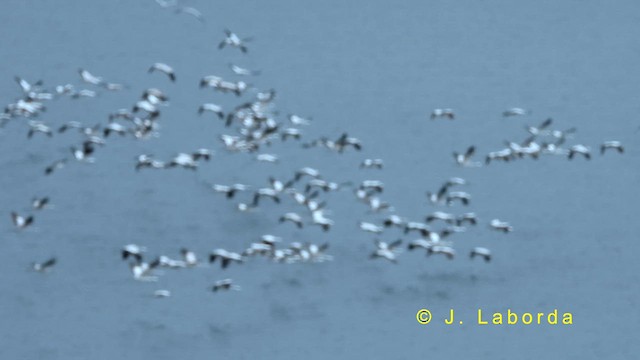 Common Crane - ML635223287