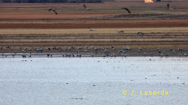 Common Crane - ML635223289