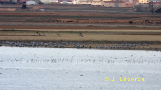 Common Crane - ML635223290