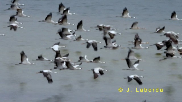 Common Crane - ML635223291