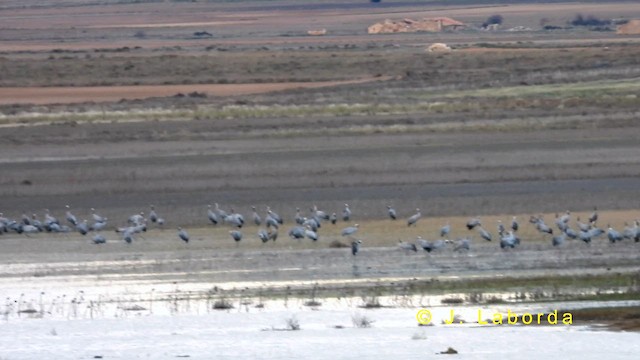 Common Crane - ML635223292