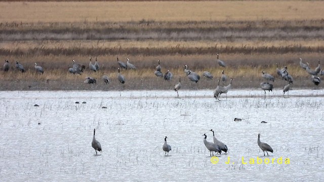 Common Crane - ML635223293