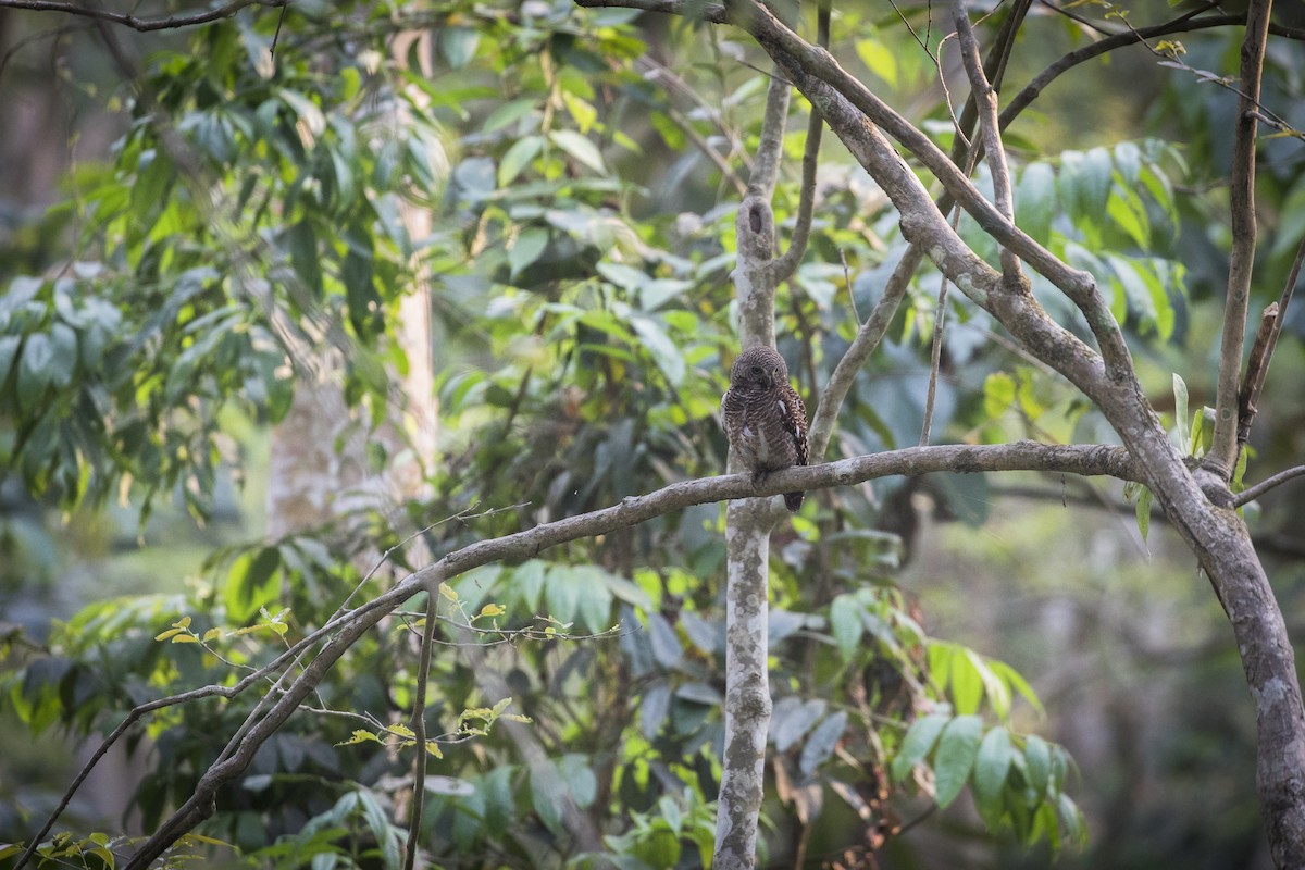 Asian Barred Owlet - ML635223341