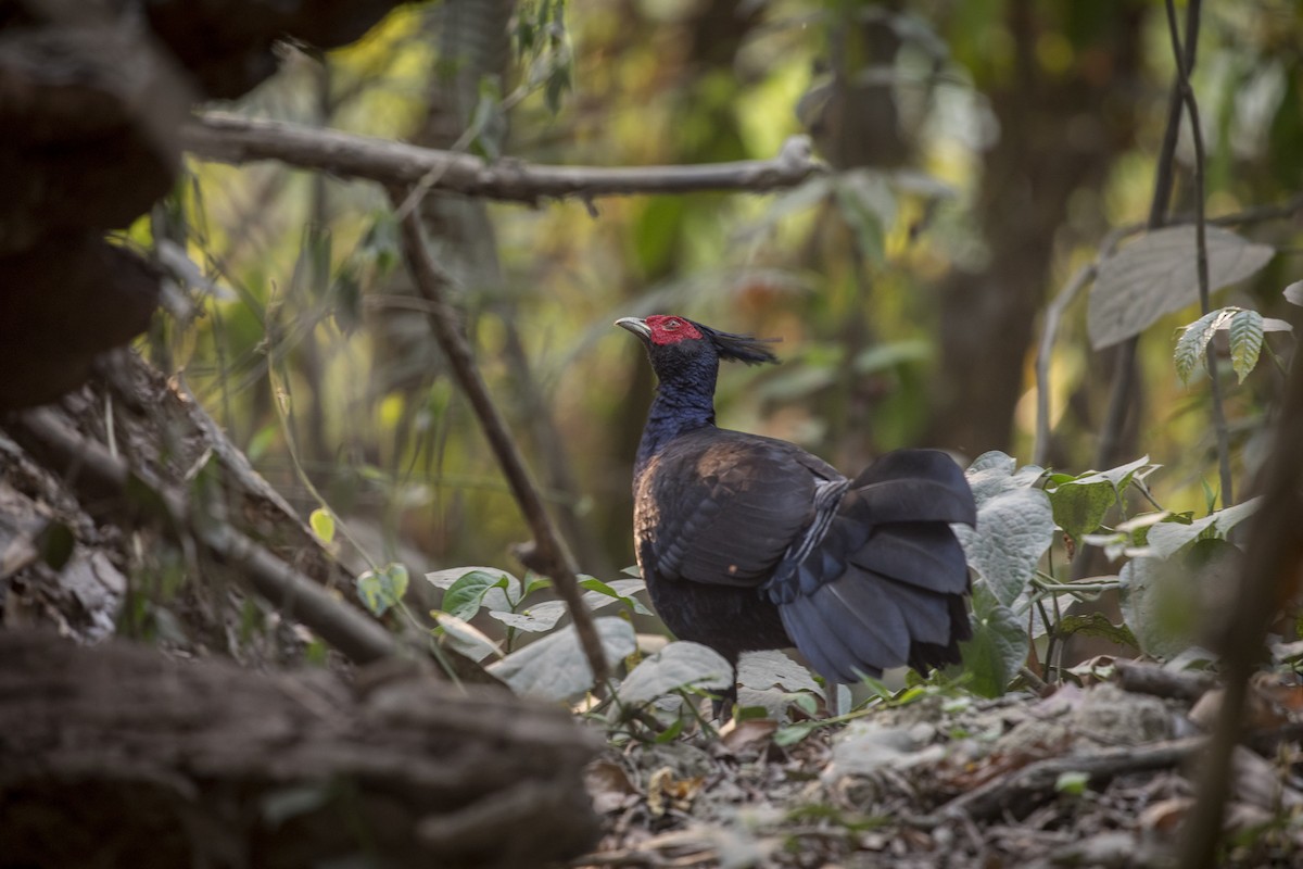 Kalij Pheasant - ML635223344