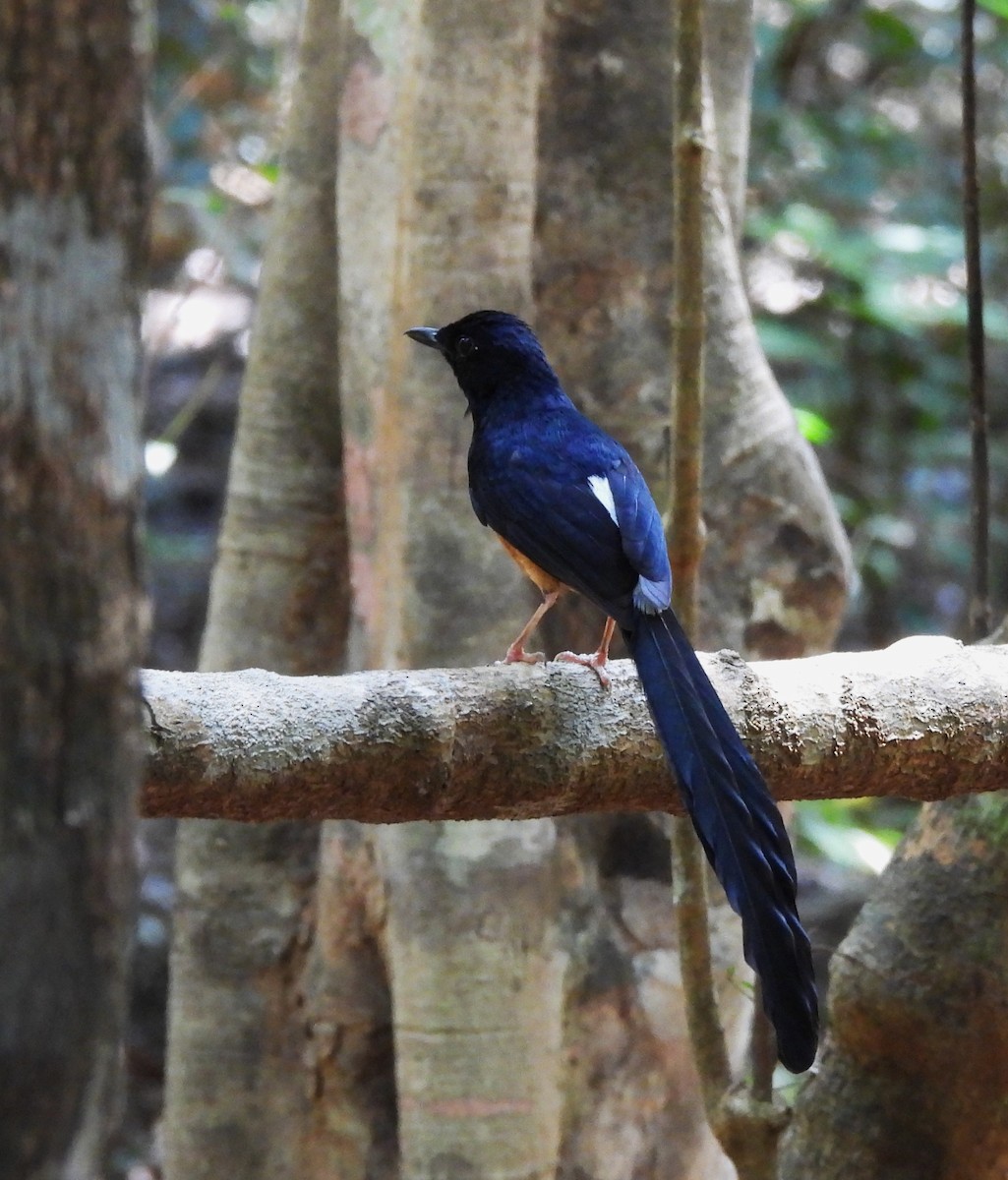 Sri Lankan Shama - ML635223346