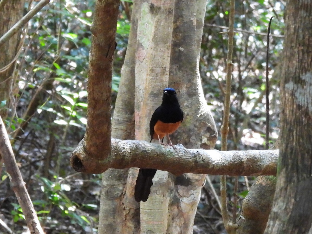 Sri Lankan Shama - ML635223347