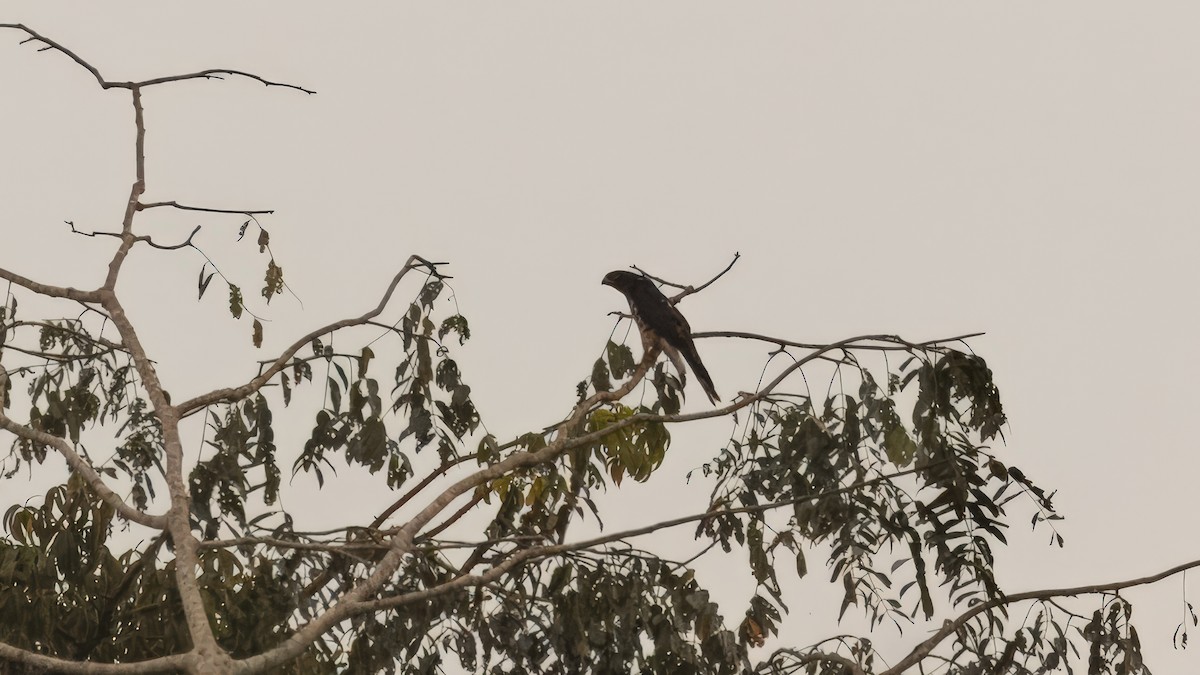 Congo Snake-Eagle - ML635223370
