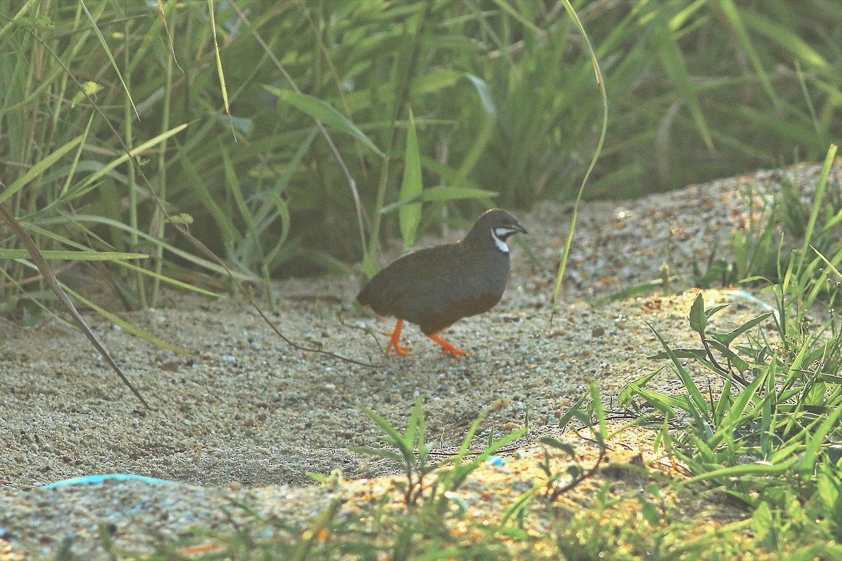 ヒメウズラ - ML635223537