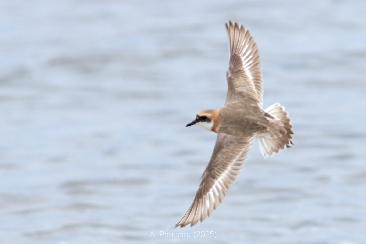 Tibetan Sand-Plover - ML635223559