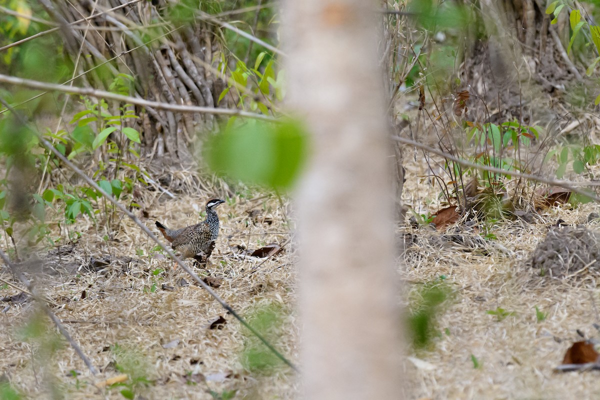 Chinese Francolin - ML635223563