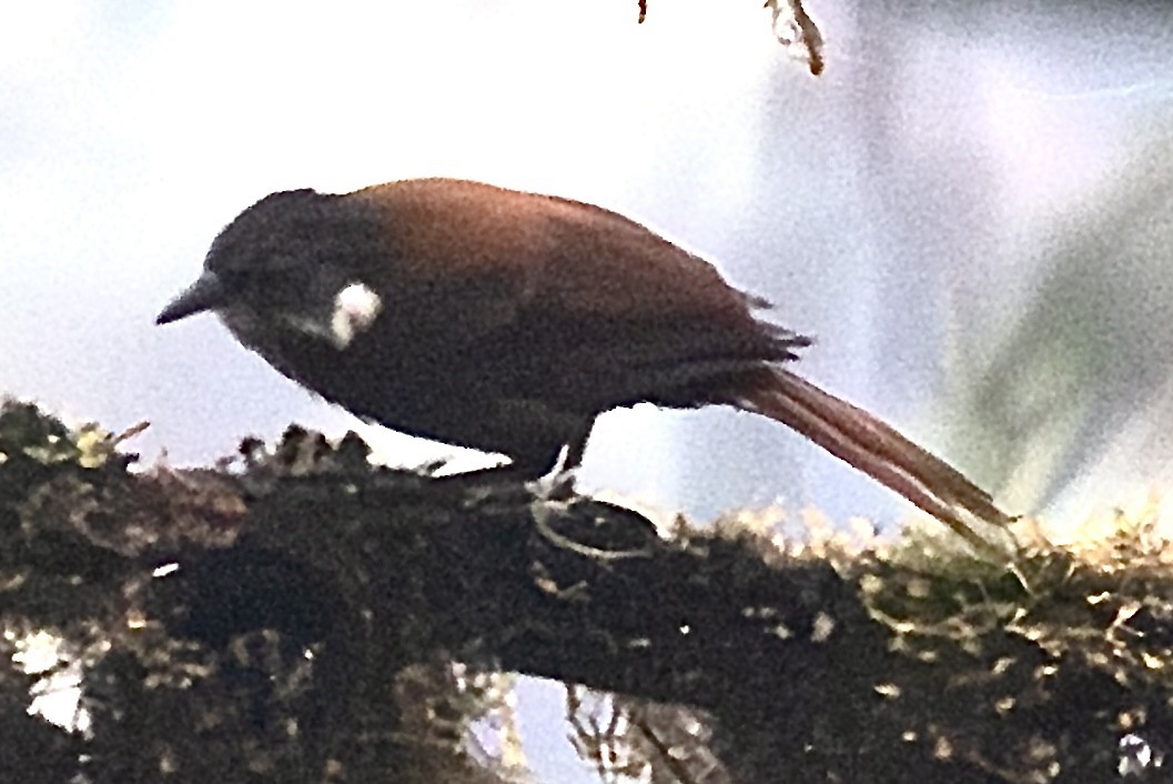 Pacific Tuftedcheek - ML635223573