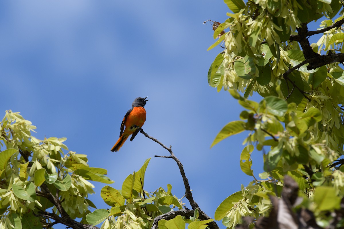 Small Minivet - ML635223584
