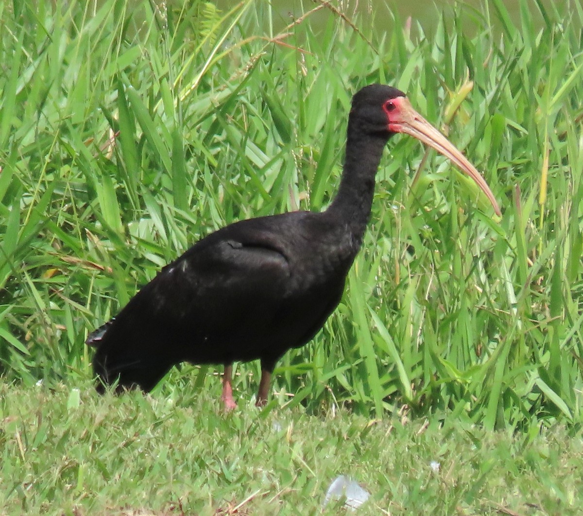 Bare-faced Ibis - ML635223861
