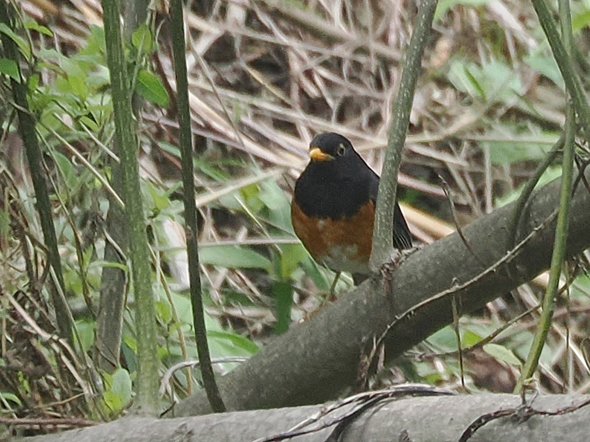 Black-breasted Thrush - ML635223898