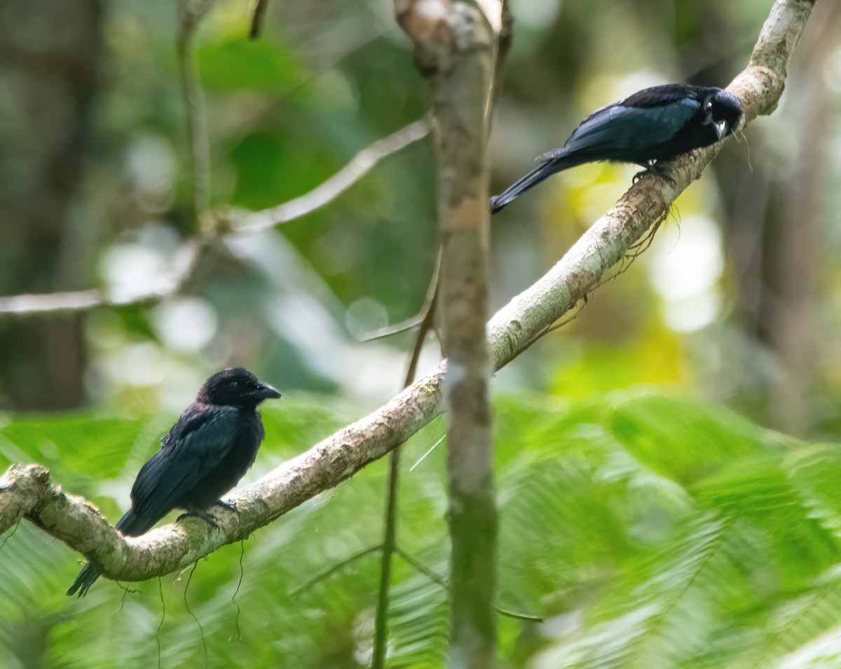 Short-tailed Drongo - ML635223919