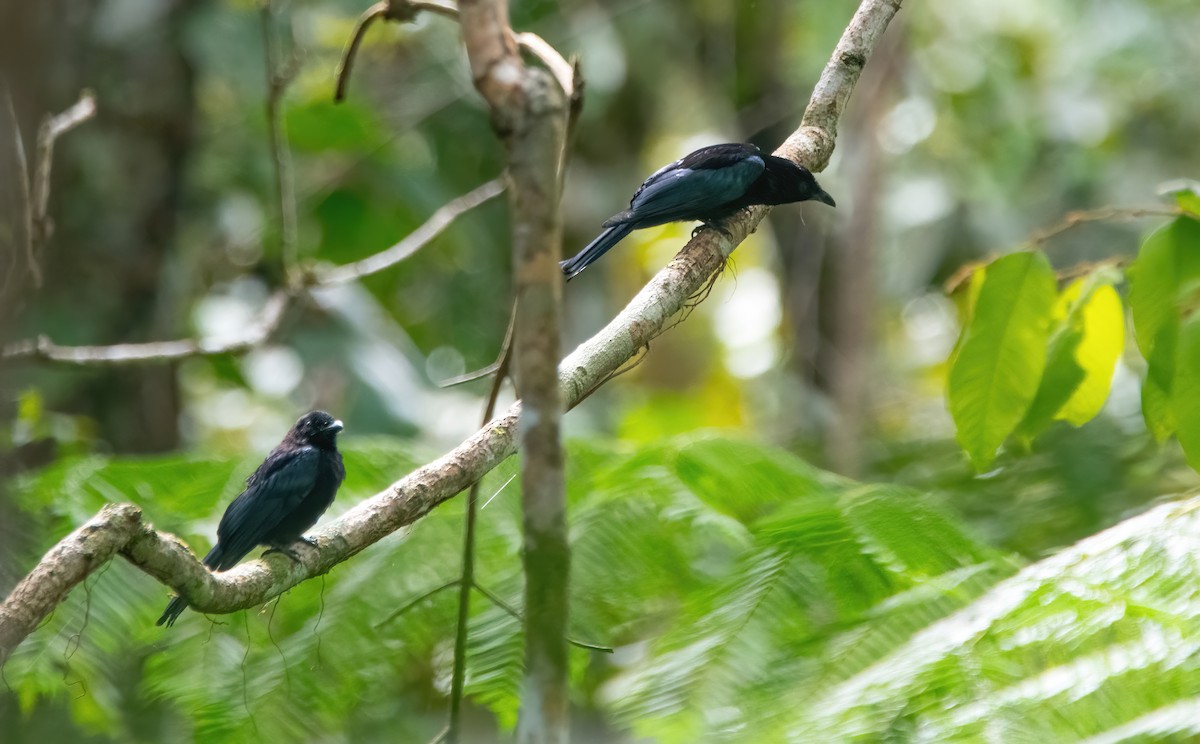 Short-tailed Drongo - ML635223920