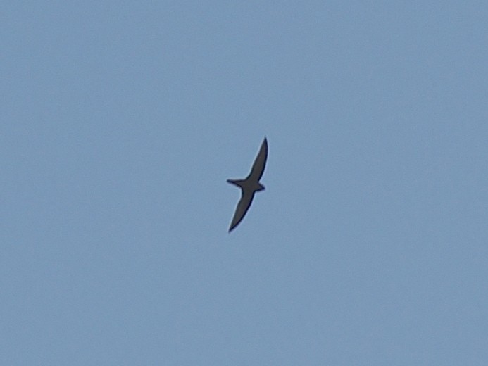 Dark-rumped Swift - ML635223922