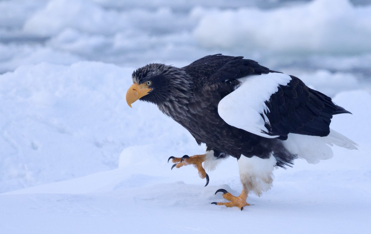 Steller's Sea-Eagle - ML635224005