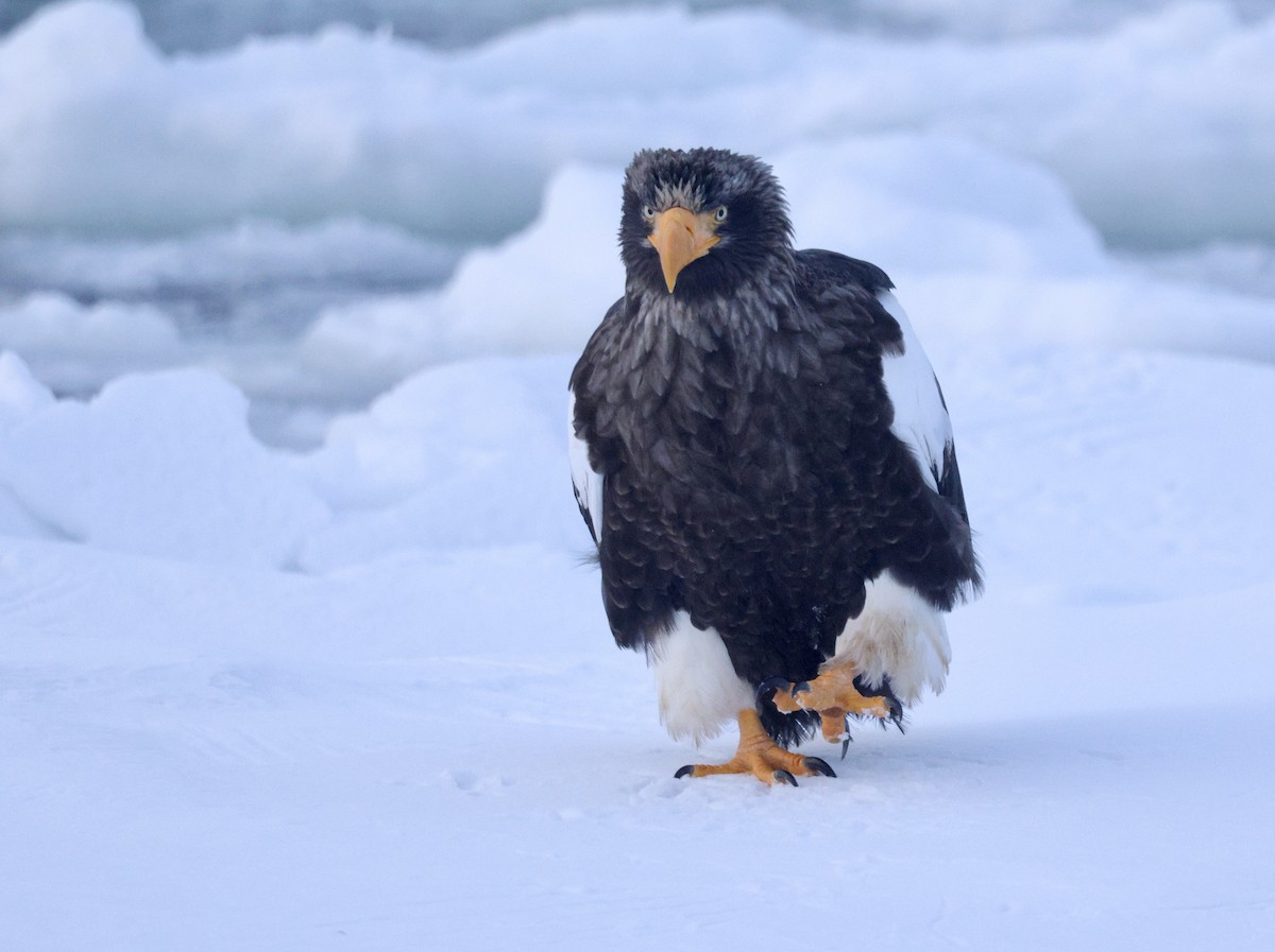 Steller's Sea-Eagle - ML635224006