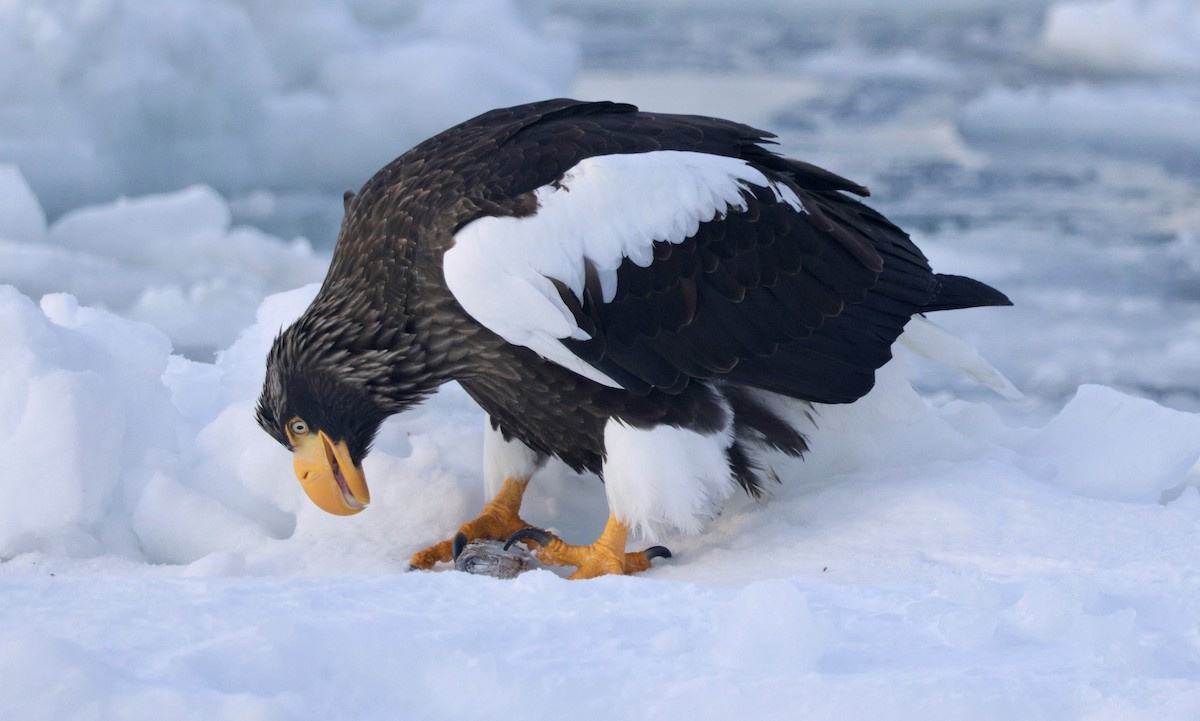 Steller's Sea-Eagle - ML635224007