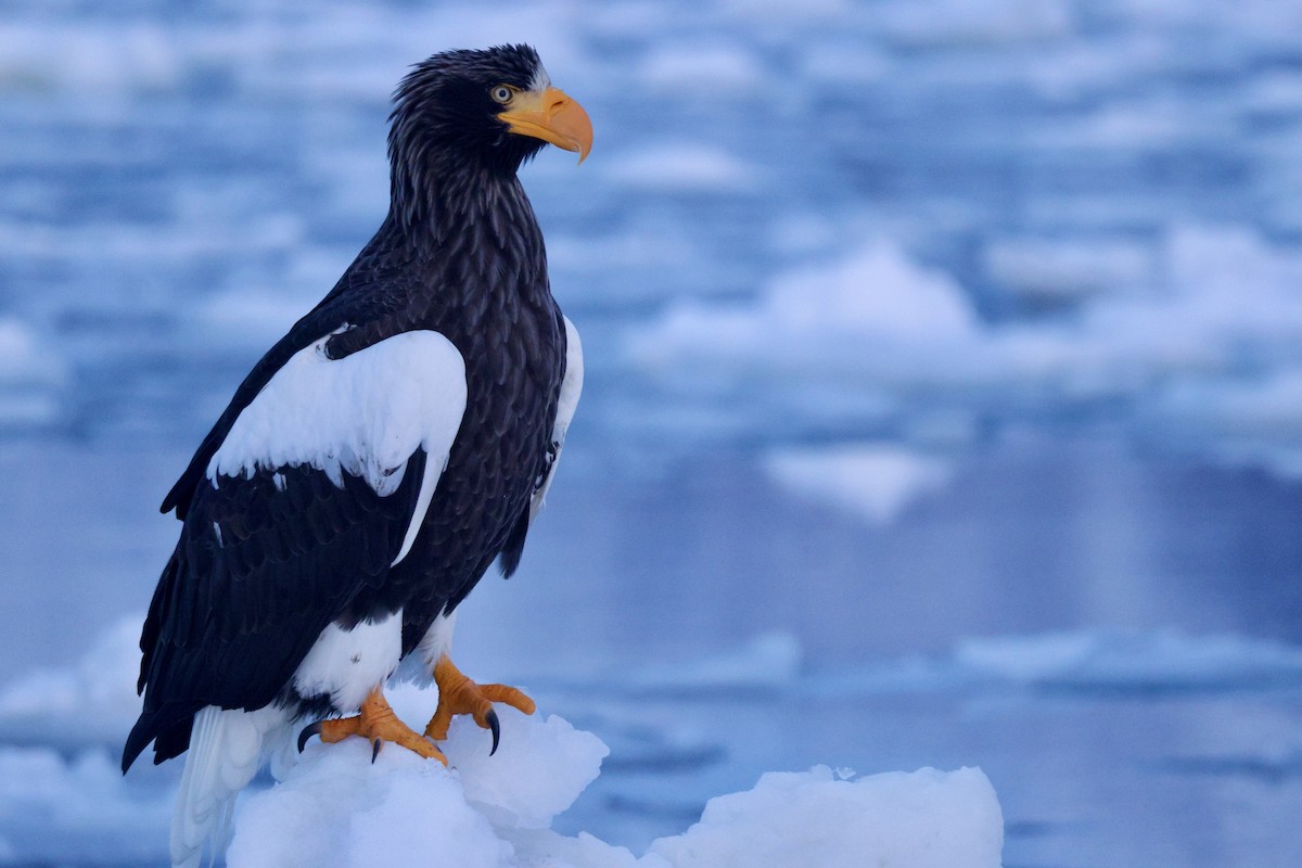Steller's Sea-Eagle - ML635224008