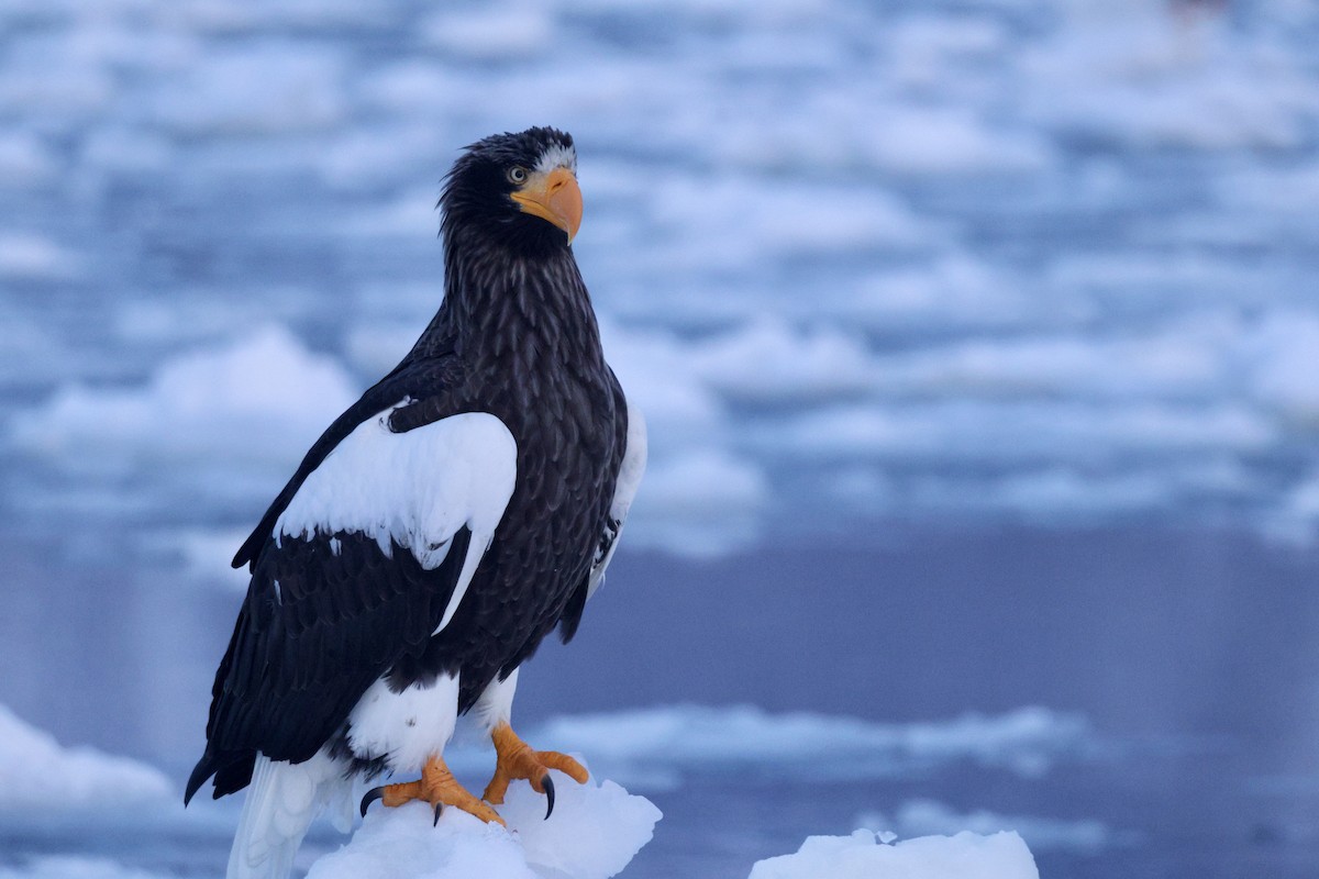 Steller's Sea-Eagle - ML635224009