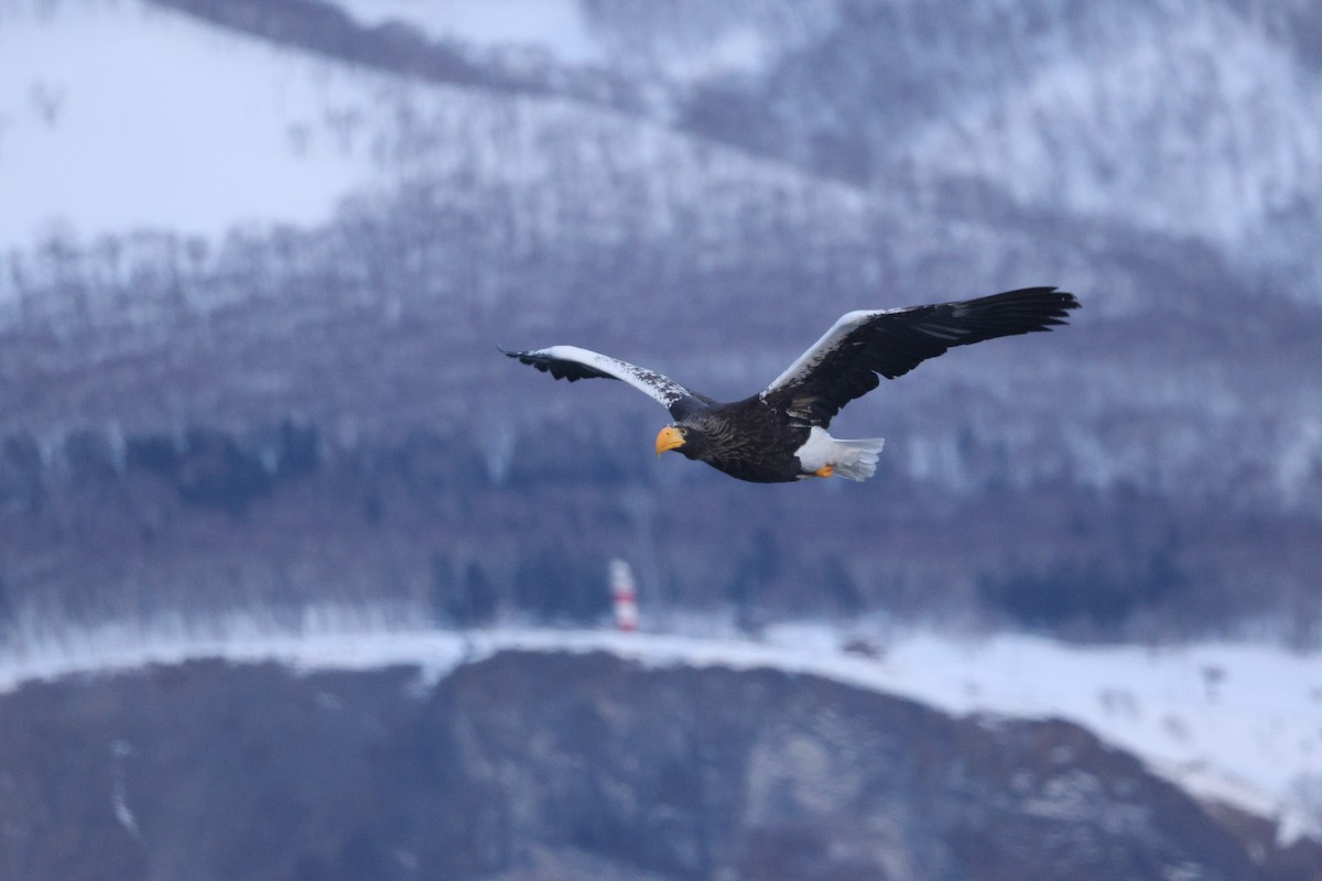 Steller's Sea-Eagle - ML635224010