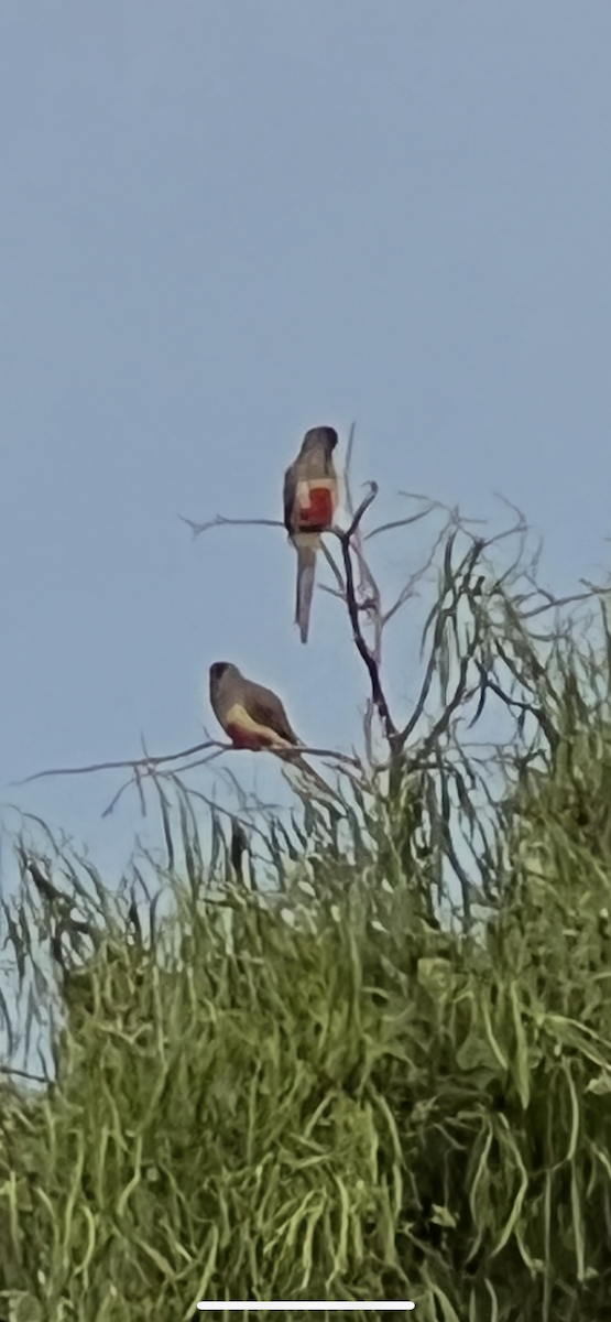 rosela modrokřídlá - ML635224020