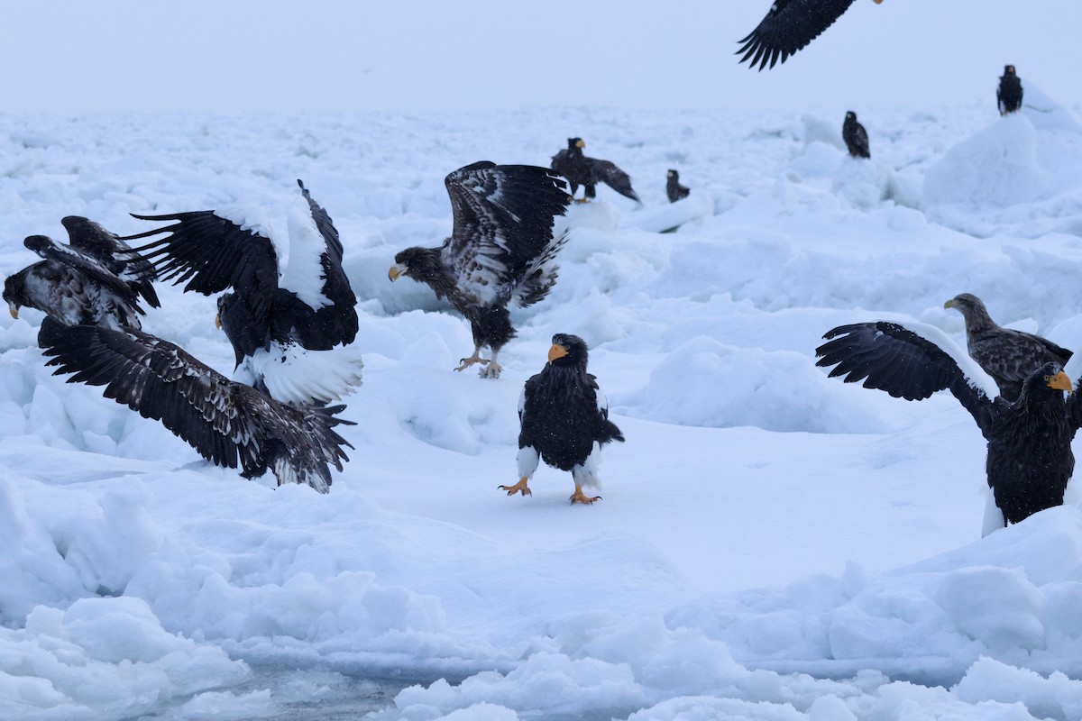 Steller's Sea-Eagle - ML635224062
