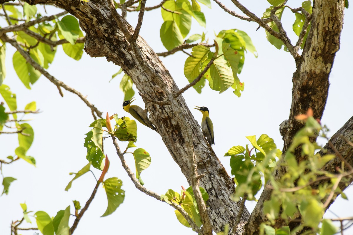 Black-headed Woodpecker - ML635224068