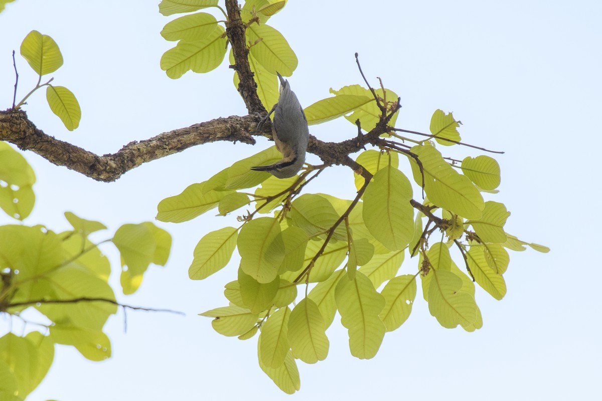 Burmese Nuthatch - ML635224075