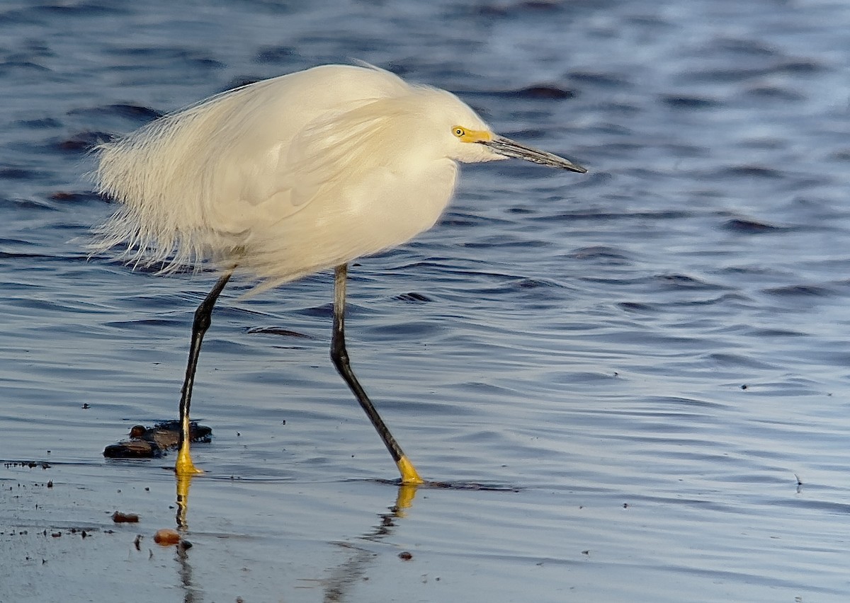 Snowy Egret - ML635224081
