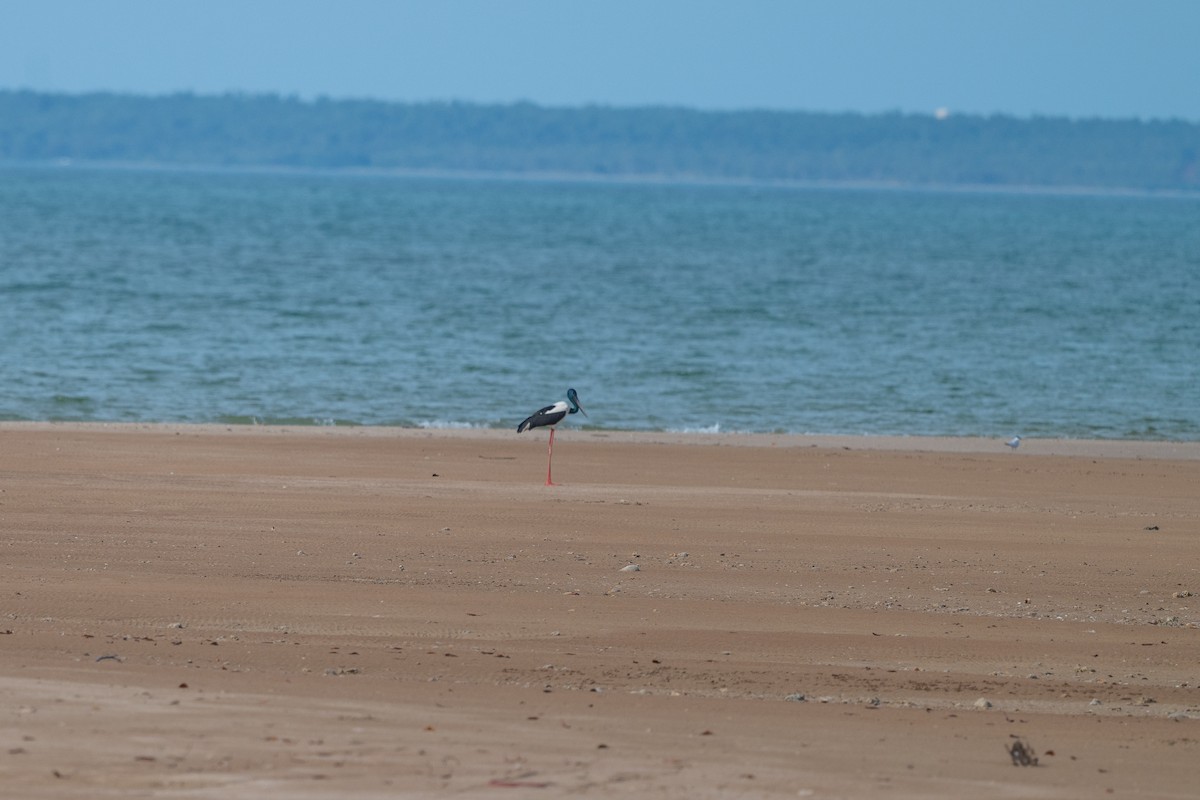 Black-necked Stork - ML635224165