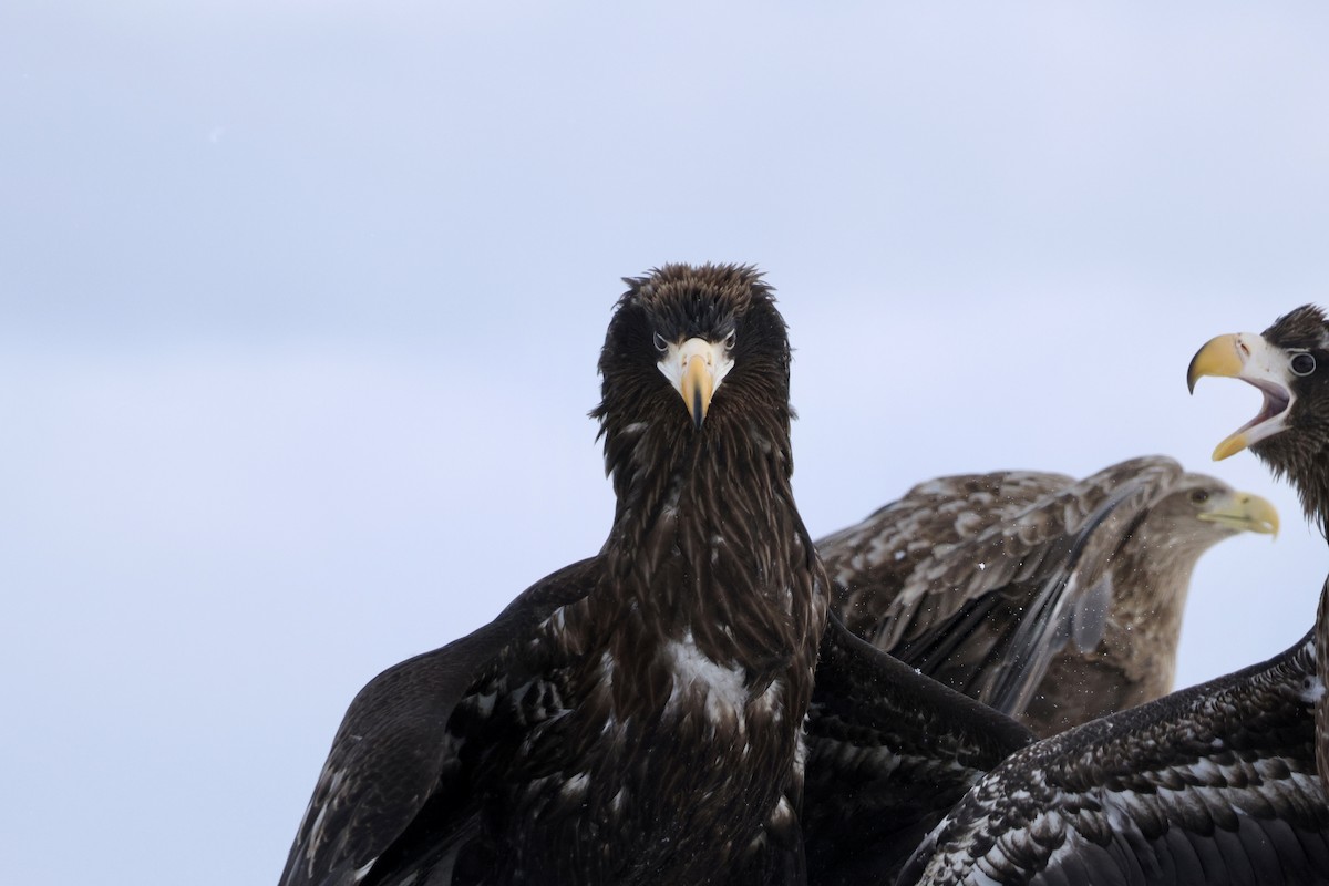 Steller's Sea-Eagle - ML635224184